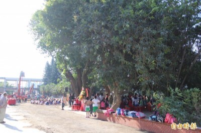 新竹縣枋寮國小的老樹群（圖右）不因怪手等機具進場動土重建校舍而被剷除。（記者黃美珠攝）